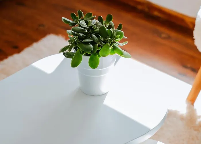 Palomahouse * Rétino